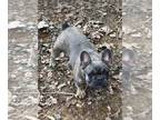 French Bulldog PUPPY FOR SALE ADN-769974 - BarnyardFrenchies