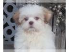 Zuchon PUPPY FOR SALE ADN-769962 - Quincy