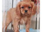 Cavachon PUPPY FOR SALE ADN-769961 - Frosty