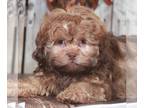 ShihPoo PUPPY FOR SALE ADN-769960 - Choco