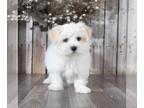 Havanese PUPPY FOR SALE ADN-769952 - Bolt