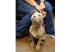 Adopt Simone Biles a Pit Bull Terrier, Mixed Breed