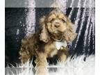 Cocker Spaniel PUPPY FOR SALE ADN-769926 - Peanut Butter Cocker Spaniel UABR