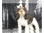 Cocker Spaniel PUPPY FOR SALE ADN-769918 - Baby Girl Cocker Spaniel UABR