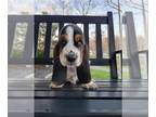 Basset Hound PUPPY FOR SALE ADN-769911 - Male European Basset Hound