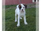 Boxer PUPPY FOR SALE ADN-769897 - Boxer