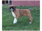 Boxer PUPPY FOR SALE ADN-769893 - Boxer