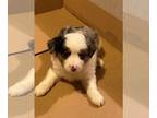 Miniature Australian Shepherd PUPPY FOR SALE ADN-769892 - Peanuts Babies