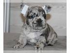 French Bulldog PUPPY FOR SALE ADN-769872 - Beautiful French Bulldog