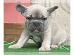French Bulldog PUPPY FOR SALE ADN-769863 - Beautiful French Bulldog
