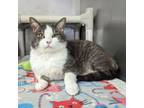 Adopt Guinevere a Domestic Short Hair