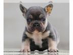 French Bulldog PUPPY FOR SALE ADN-769856 - Beautiful French Bulldog