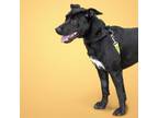 Adopt PUP PUP a Labrador Retriever, Mixed Breed