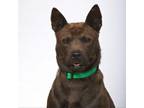 Adopt Shelbie a Chow Chow, Pit Bull Terrier