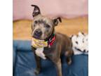 Adopt Lydia a Pit Bull Terrier