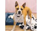 Adopt Saraphina a Pit Bull Terrier, Shepherd
