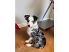 Adopt Biscuitt a Australian Shepherd