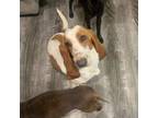 Adopt Betsy a Basset Hound