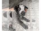 Australian Cattle Dog PUPPY FOR SALE ADN-770207 - Mini Blue Heelers