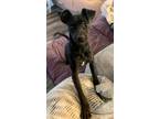 Adopt Sassy a Whippet