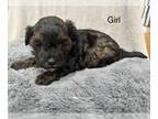 YorkiePoo PUPPY FOR SALE ADN-770154 - Yorkie poodle puppies