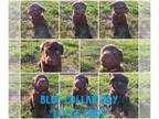 Labrador Retriever PUPPY FOR SALE ADN-770045 - Pure Bred Champion Line Chocolate