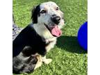 Adopt Allie a Australian Shepherd