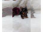 Yorkshire Terrier PUPPY FOR SALE ADN-770019 - Toy Yorkie