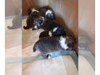 Shetland Sheepdog PUPPY FOR SALE ADN-769890 - six girls and one boy