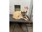 Adopt Dandelion a Anatolian Shepherd, Hound