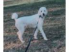 Poodle (Standard) DOG FOR ADOPTION ADN-770190 - Standard poodle for adoption