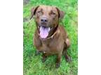 Adopt Sienna a Labrador Retriever