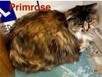 Adopt Primrose a Domestic Long Hair