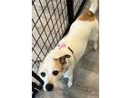 Adopt Annie a Basenji, Rat Terrier