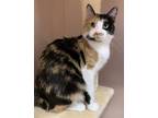 Adopt Maize a Domestic Short Hair