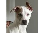 Adopt Lucy a Jack Russell Terrier, Greyhound