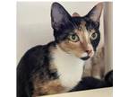 Adopt MAMA SPICE Available NOW - ADOPTION or RESCUE! a Domestic Short Hair
