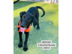 Adopt Brooke a Bluetick Coonhound, Doberman Pinscher