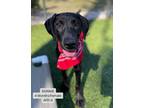 Adopt Bonnie a Bluetick Coonhound, Doberman Pinscher