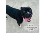 Adopt Bella a Pit Bull Terrier