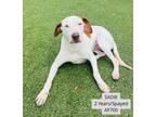 Adopt Sadie a Pit Bull Terrier