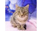 Adopt Louisa a Domestic Short Hair