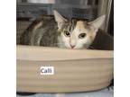 Adopt Calli & Princess a Domestic Short Hair, Siamese