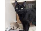 Adopt Doritos a Domestic Short Hair