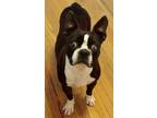 Adopt Angel in NE a Boston Terrier