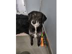 Adopt Starr a Border Collie, Mixed Breed