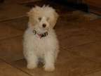 Toy Poodle Puppy Male