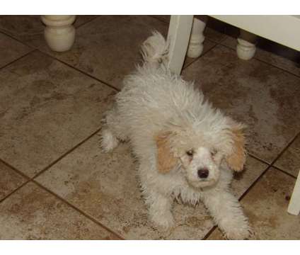 Toy Poodle Puppy Male is a Male Toy Poodle Puppy For Sale in Elmira NY