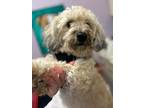 Adopt Harper-PUPPYMILL RESCUE a Havanese, Lhasa Apso