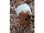 Adopt Mila a Guinea Pig